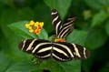034 Zebra-Falter - Heliconius charitonius